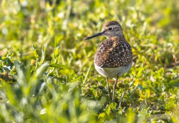 April-Bird-migration-Featured-Image