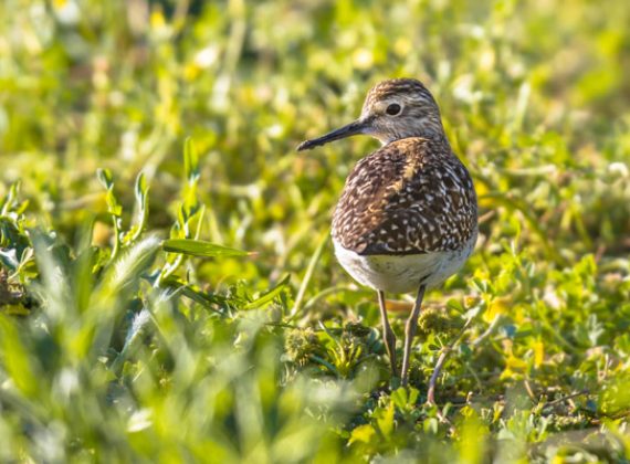 April-Bird-migration-Featured-Image