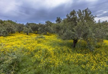 Featured-Image-olive-grove-greece-with-yellow-flowers-PWA5D4C