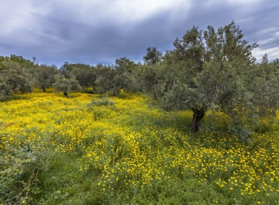 Featured-Image-olive-grove-greece-with-yellow-flowers-PWA5D4C